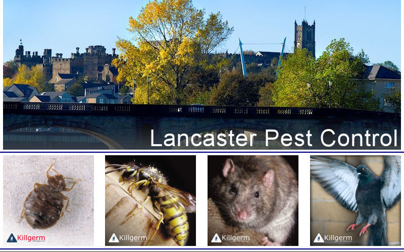 Pest Control Lancaster Morecambe Carnforth Wasps nest removal